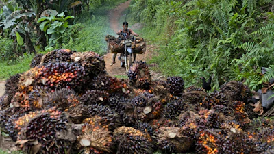 A man uses a motorcycle to transport palm fruit at a plantation in Polewali Mandar, South Sulawesi, Indonesia, April 21, 2024.