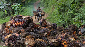 A man uses a motorcycle to transport palm fruit at a plantation in Polewali Mandar, South Sulawesi, Indonesia, April 21, 2024.