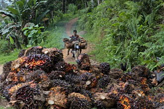 A man uses a motorcycle to transport palm fruit at a plantation in Polewali Mandar, South Sulawesi, Indonesia, April 21, 2024.