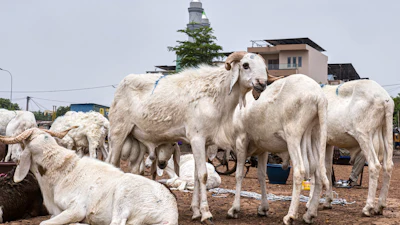 Sheep on sale in Bamako, Mali, May 26, 2026.