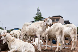 Sheep on sale in Bamako, Mali, May 26, 2026.
