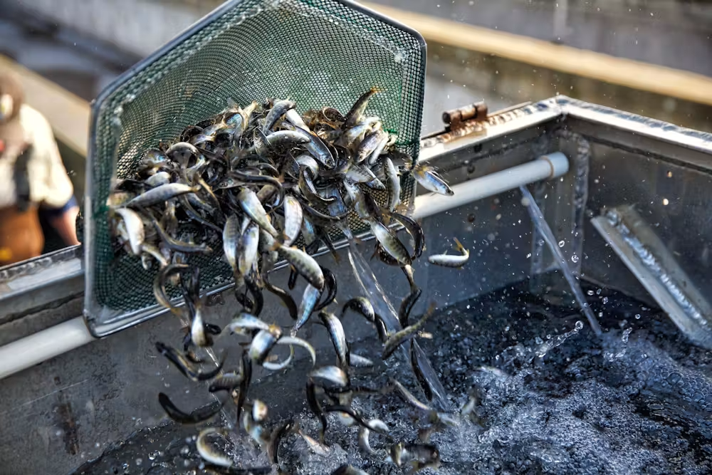 Winter-run juvenile Chinook salmon are prepared for release at the Coleman National Fish Hatchery near Anderson, Calif., on March 2, 2018.