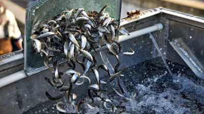 Winter-run juvenile Chinook salmon are prepared for release at the Coleman National Fish Hatchery near Anderson, Calif., on March 2, 2018.