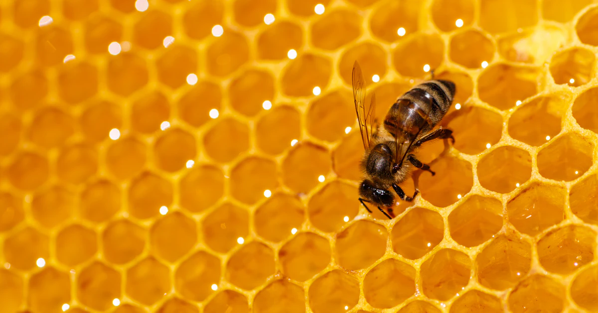 Shutting Down Federal Bee Labs Threatens Bees, Beekeepers and U.S. Food ...