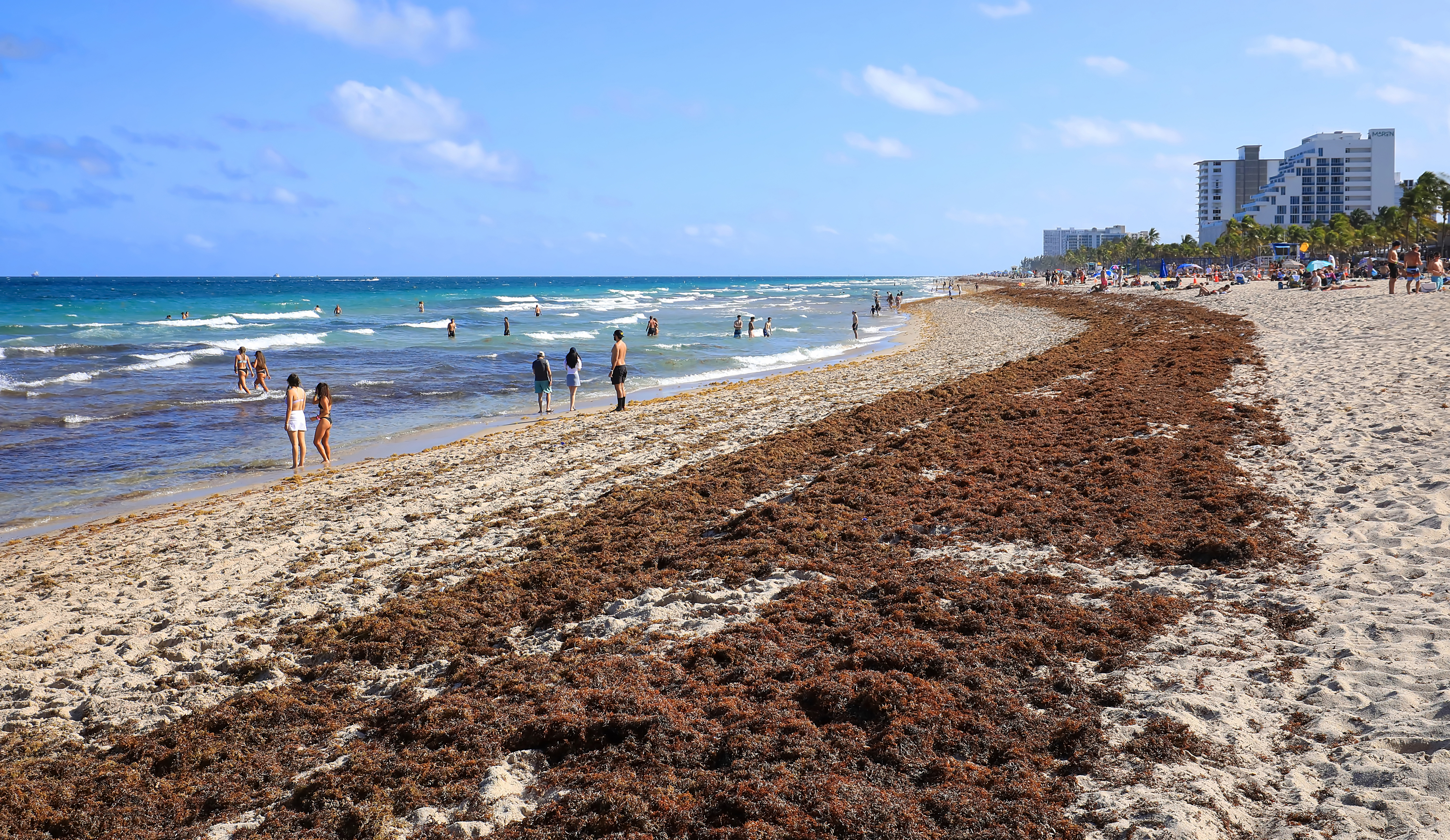 Sargassum on a beach in Fort Lauderdale, Fla., March 2023.