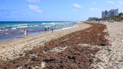 Sargassum on a beach in Fort Lauderdale, Fla., March 2023.