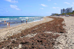 Sargassum on a beach in Fort Lauderdale, Fla., March 2023.