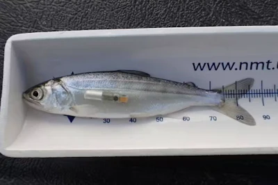A juvenile salmon.