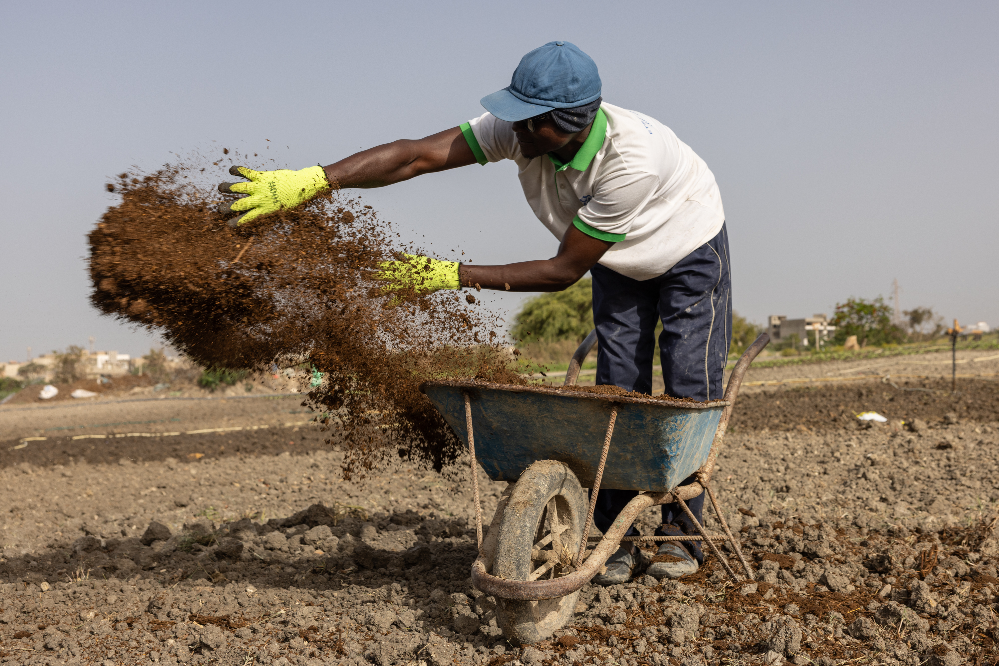 Farah Jammeh throws organic compost on fields at a cooperative in Rufisque, Senegal, May 12, 2026.
