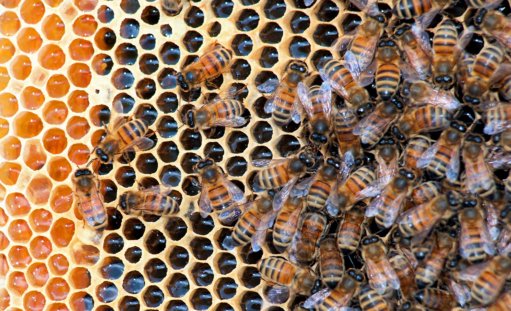 Honeybees in a hive at Golden Angels Apiary in Singers Glen, Va., March 30, 2012.