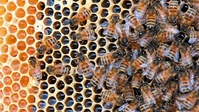 Honeybees in a hive at Golden Angels Apiary in Singers Glen, Va., March 30, 2012.