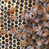 Honeybees in a hive at Golden Angels Apiary in Singers Glen, Va., March 30, 2012.