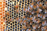 Honeybees in a hive at Golden Angels Apiary in Singers Glen, Va., March 30, 2012.