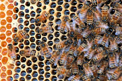 Honeybees in a hive at Golden Angels Apiary in Singers Glen, Va., March 30, 2012.