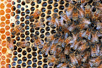 Honeybees in a hive at Golden Angels Apiary in Singers Glen, Va., March 30, 2012.
