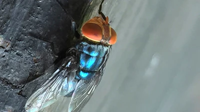 An adult New World screwworm fly sits in this undated photo.
