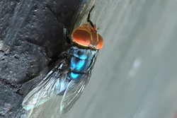 An adult New World screwworm fly sits in this undated photo.