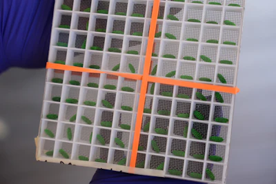 A test container of dyed fly pupae at a Domestic New World Screwworm Sterile Fly Production Facility, Edinburg, Texas, Feb. 9, 2026.