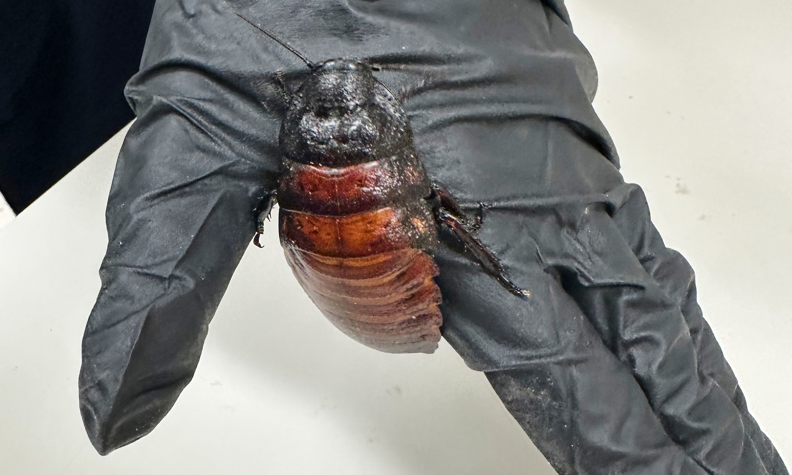 This image supplied by Australia's Department of Climate Change, Energy, the Environment and Water shows, a staff member holding a Madagascar hissing cockroach seized from a commercial breeder at Bathurst, Australia, May 26, 2026.