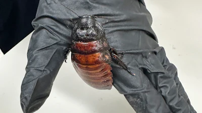This image supplied by Australia's Department of Climate Change, Energy, the Environment and Water shows, a staff member holding a Madagascar hissing cockroach seized from a commercial breeder at Bathurst, Australia, May 26, 2026.