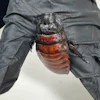 This image supplied by Australia's Department of Climate Change, Energy, the Environment and Water shows, a staff member holding a Madagascar hissing cockroach seized from a commercial breeder at Bathurst, Australia, May 26, 2026.