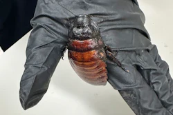 This image supplied by Australia's Department of Climate Change, Energy, the Environment and Water shows, a staff member holding a Madagascar hissing cockroach seized from a commercial breeder at Bathurst, Australia, May 26, 2026.