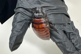This image supplied by Australia's Department of Climate Change, Energy, the Environment and Water shows, a staff member holding a Madagascar hissing cockroach seized from a commercial breeder at Bathurst, Australia, May 26, 2026.