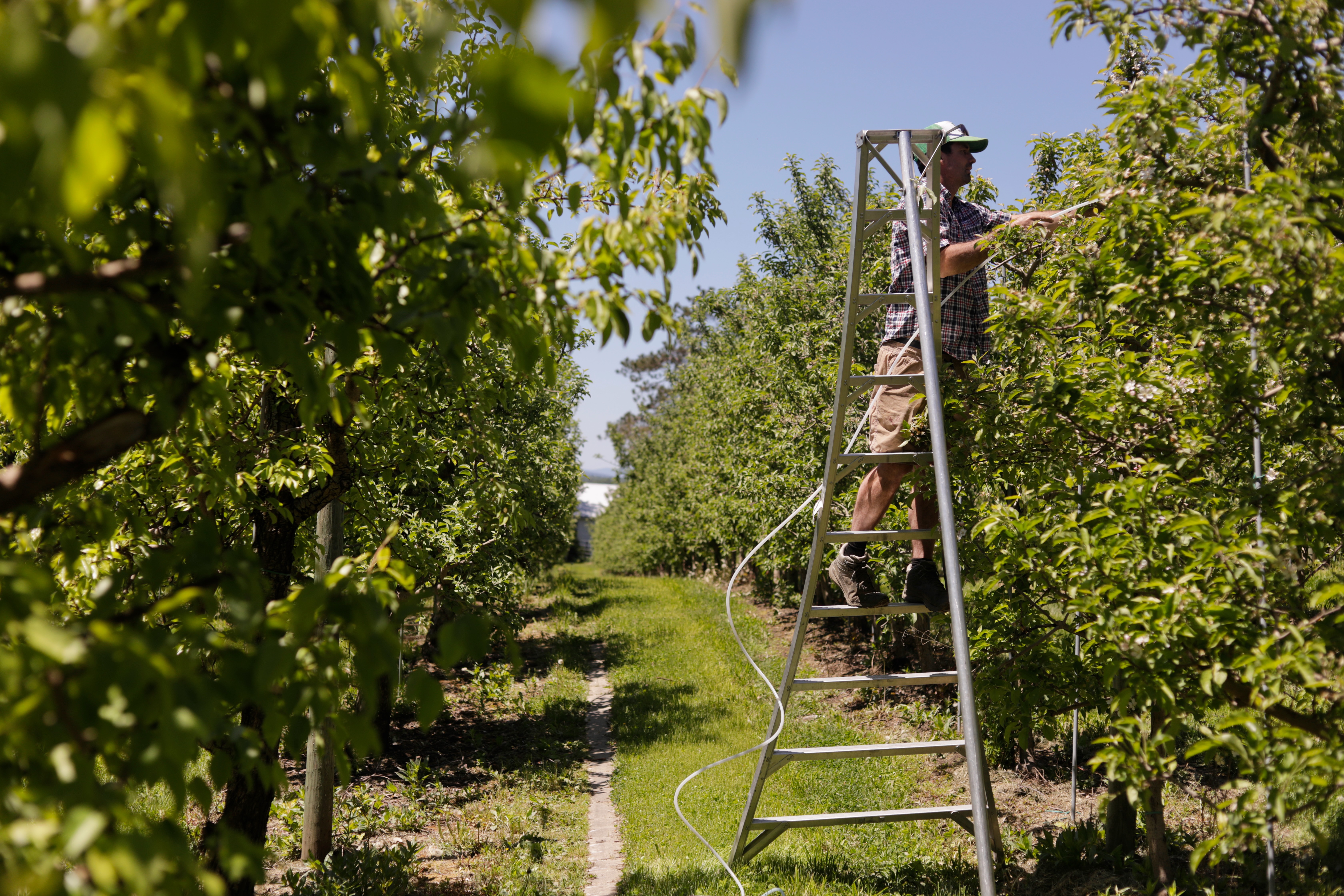 Greg Burtt, owner of Burtt's Apple Orchard, ties tubing around an apple tree to stabilize it, June 3, 2026, Cabot, Vt.
