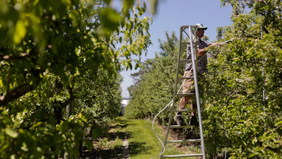 Greg Burtt, owner of Burtt's Apple Orchard, ties tubing around an apple tree to stabilize it, June 3, 2026, Cabot, Vt.