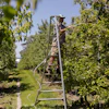 Greg Burtt, owner of Burtt's Apple Orchard, ties tubing around an apple tree to stabilize it, June 3, 2026, Cabot, Vt.