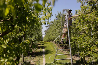 Greg Burtt, owner of Burtt's Apple Orchard, ties tubing around an apple tree to stabilize it, June 3, 2026, Cabot, Vt.