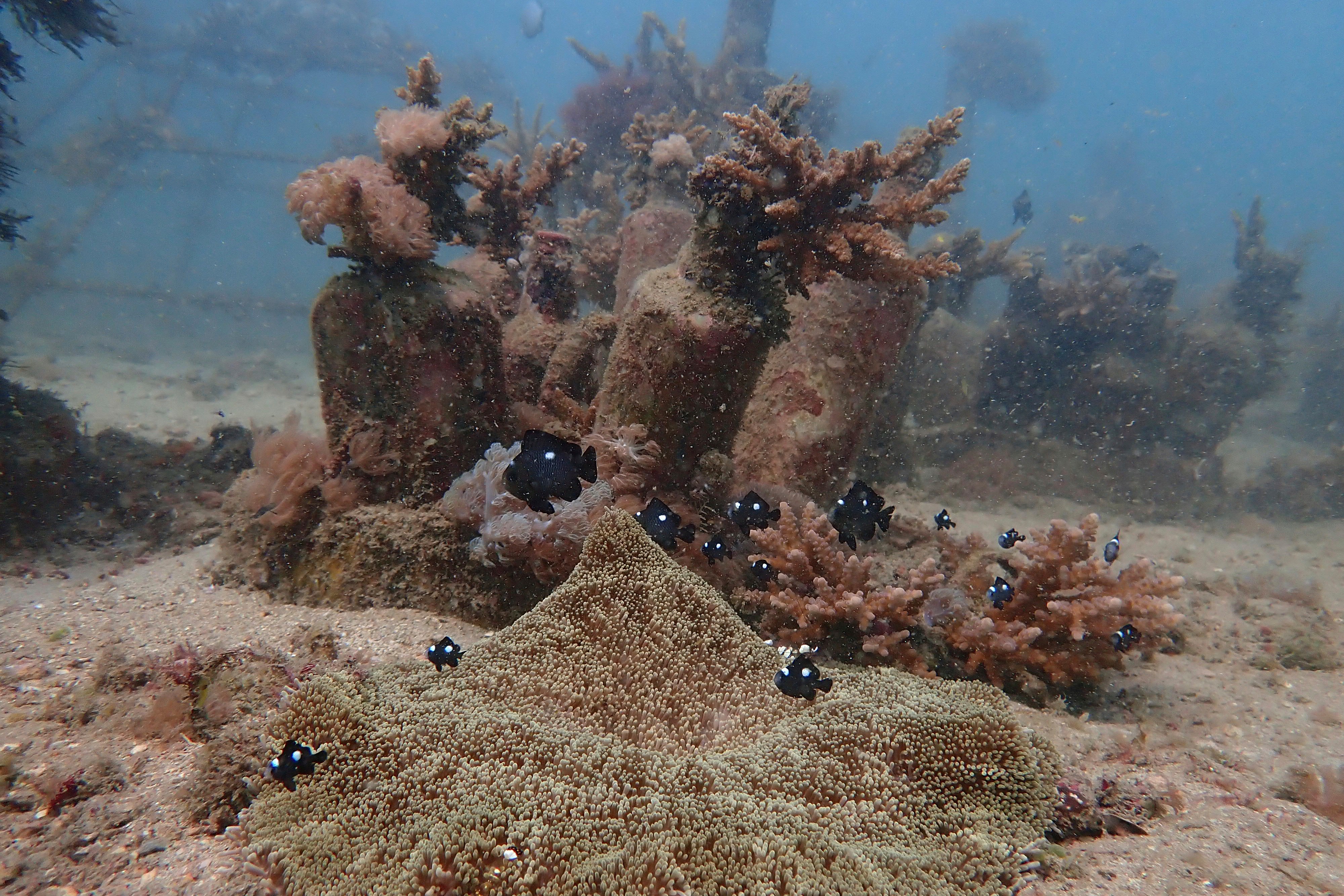 Fish swim near coral on the ocean bed near Shimoni, Kenya, June 13, 2022.