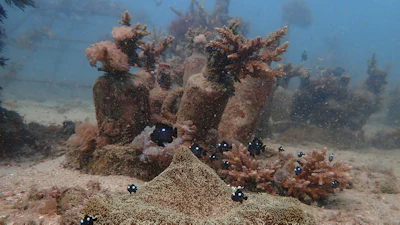 Fish swim near coral on the ocean bed near Shimoni, Kenya, June 13, 2022.