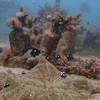 Fish swim near coral on the ocean bed near Shimoni, Kenya, June 13, 2022.