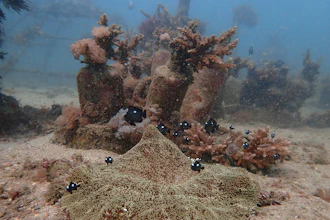 Fish swim near coral on the ocean bed near Shimoni, Kenya, June 13, 2022.
