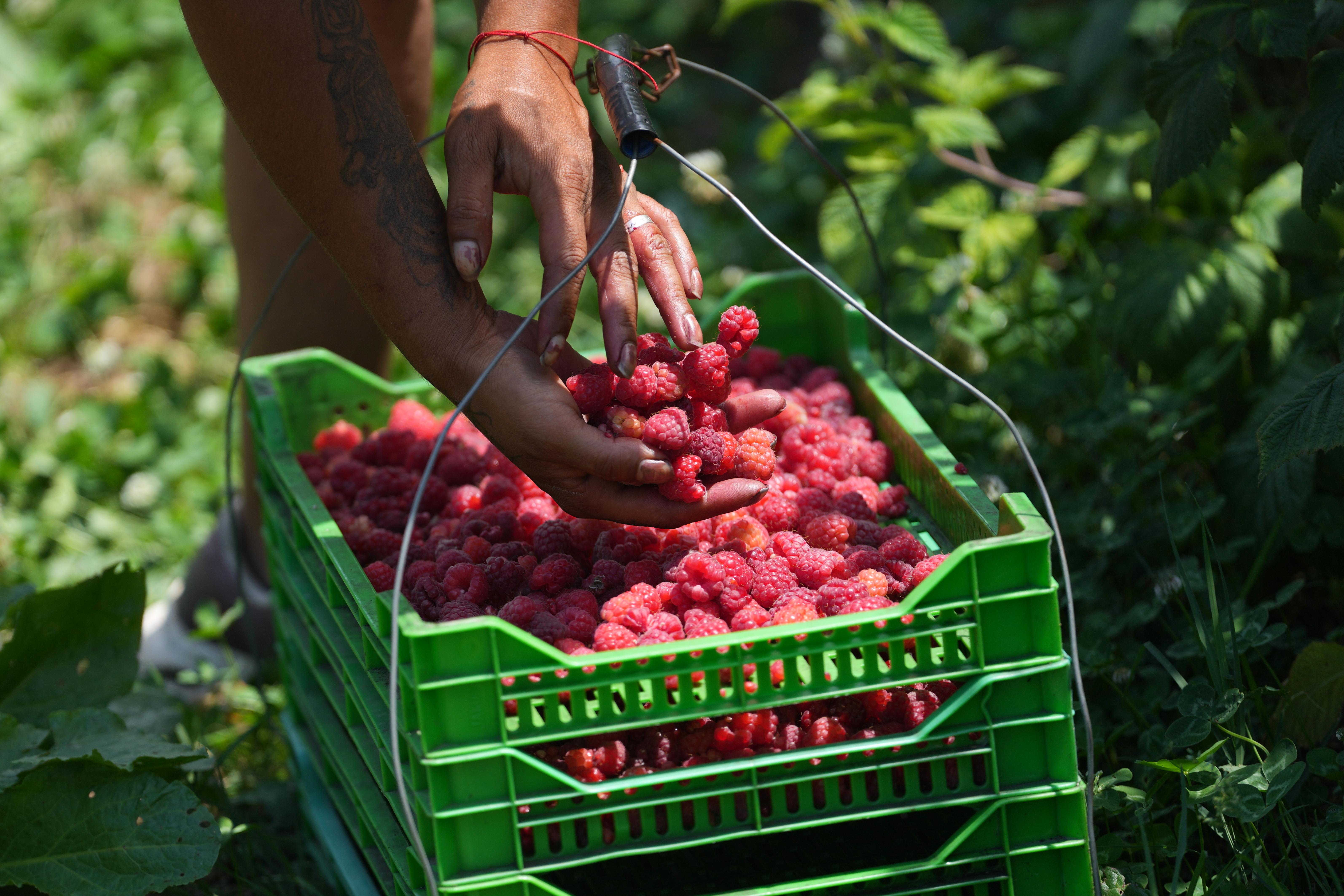 A raspberry picker placing fruit into a basket on a hillside near Arilje, Serbia, June 19, 2026.