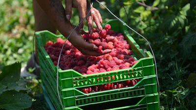 A raspberry picker placing fruit into a basket on a hillside near Arilje, Serbia, June 19, 2026.