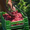 A raspberry picker placing fruit into a basket on a hillside near Arilje, Serbia, June 19, 2026.