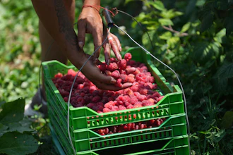 A raspberry picker placing fruit into a basket on a hillside near Arilje, Serbia, June 19, 2026.