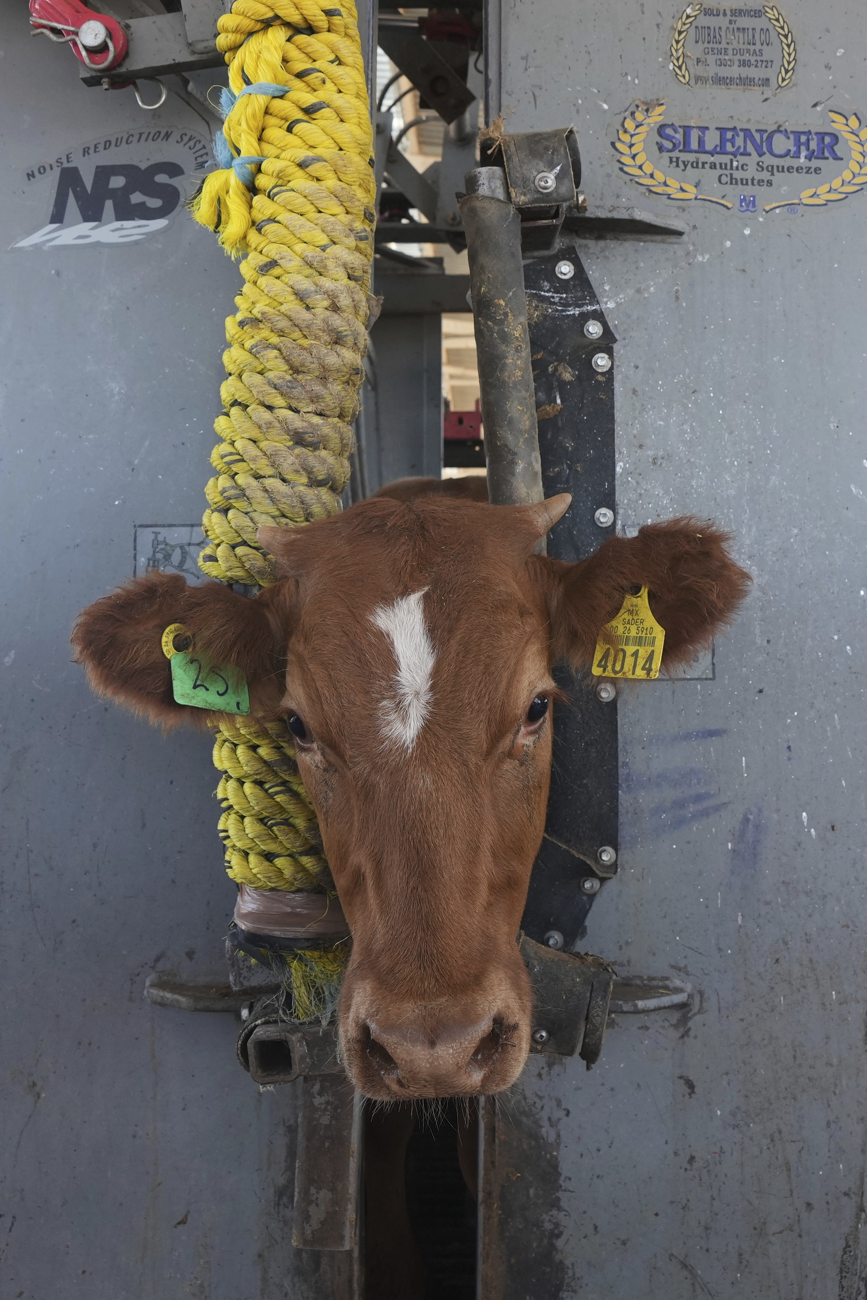 A calf is held in a head gate during veterinary checks at a ranch in Zamora, Mexico, July 28, 2025.