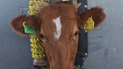 A calf is held in a head gate during veterinary checks at a ranch in Zamora, Mexico, July 28, 2025.