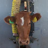 A calf is held in a head gate during veterinary checks at a ranch in Zamora, Mexico, July 28, 2025.
