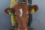 A calf is held in a head gate during veterinary checks at a ranch in Zamora, Mexico, July 28, 2025.