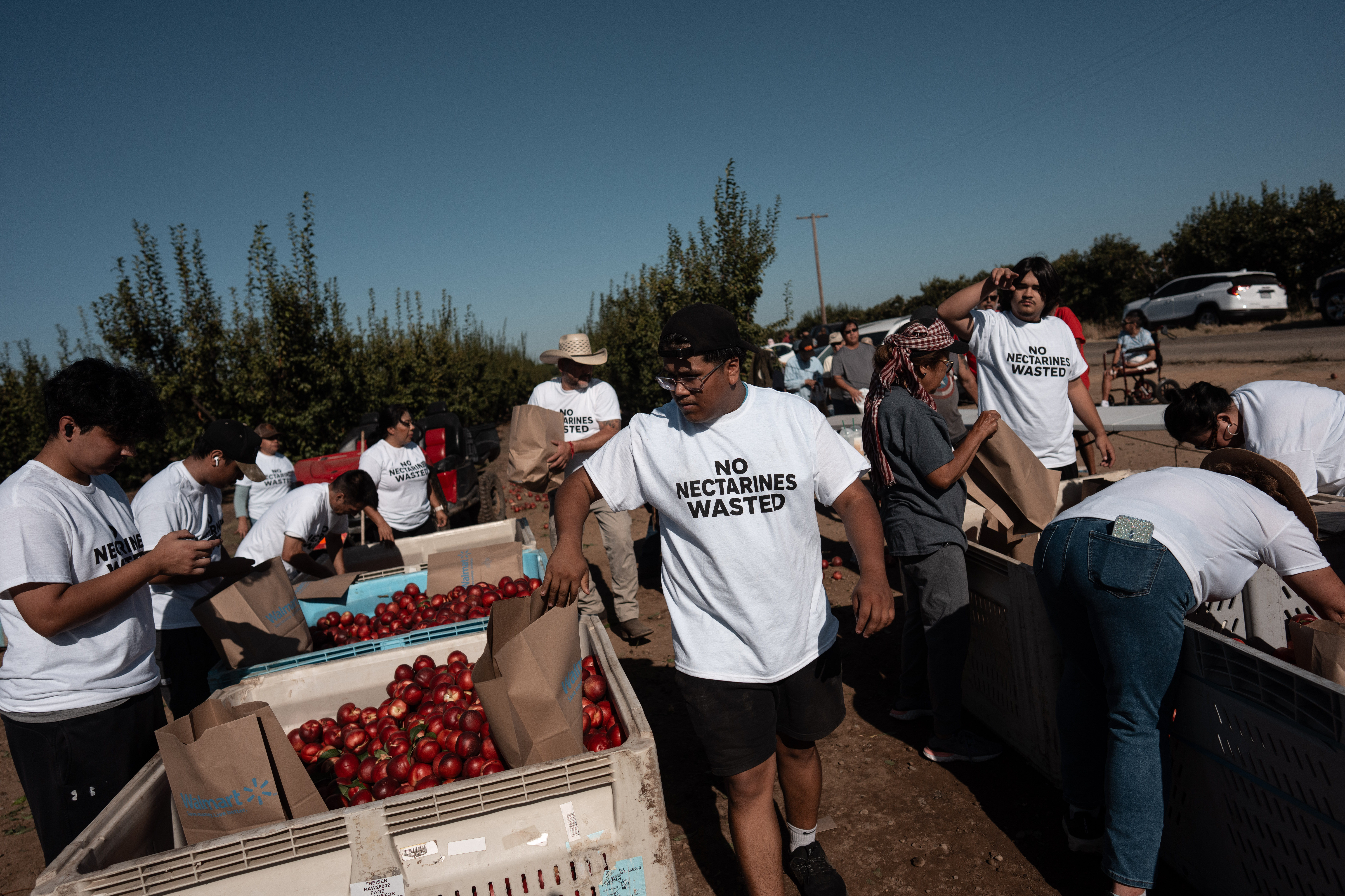 Family members and volunteers wearing 'No Nectarines Wasted' T-shirts bag nectarines at Cesar Mora's orchard in Reedley, Calif., July 1, 2026.