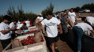 Family members and volunteers wearing 'No Nectarines Wasted' T-shirts bag nectarines at Cesar Mora's orchard in Reedley, Calif., July 1, 2026.