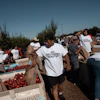 Family members and volunteers wearing 'No Nectarines Wasted' T-shirts bag nectarines at Cesar Mora's orchard in Reedley, Calif., July 1, 2026.