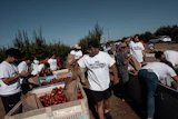 Family members and volunteers wearing 'No Nectarines Wasted' T-shirts bag nectarines at Cesar Mora's orchard in Reedley, Calif., July 1, 2026.