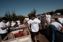 Family members and volunteers wearing 'No Nectarines Wasted' T-shirts bag nectarines at Cesar Mora's orchard in Reedley, Calif., July 1, 2026.