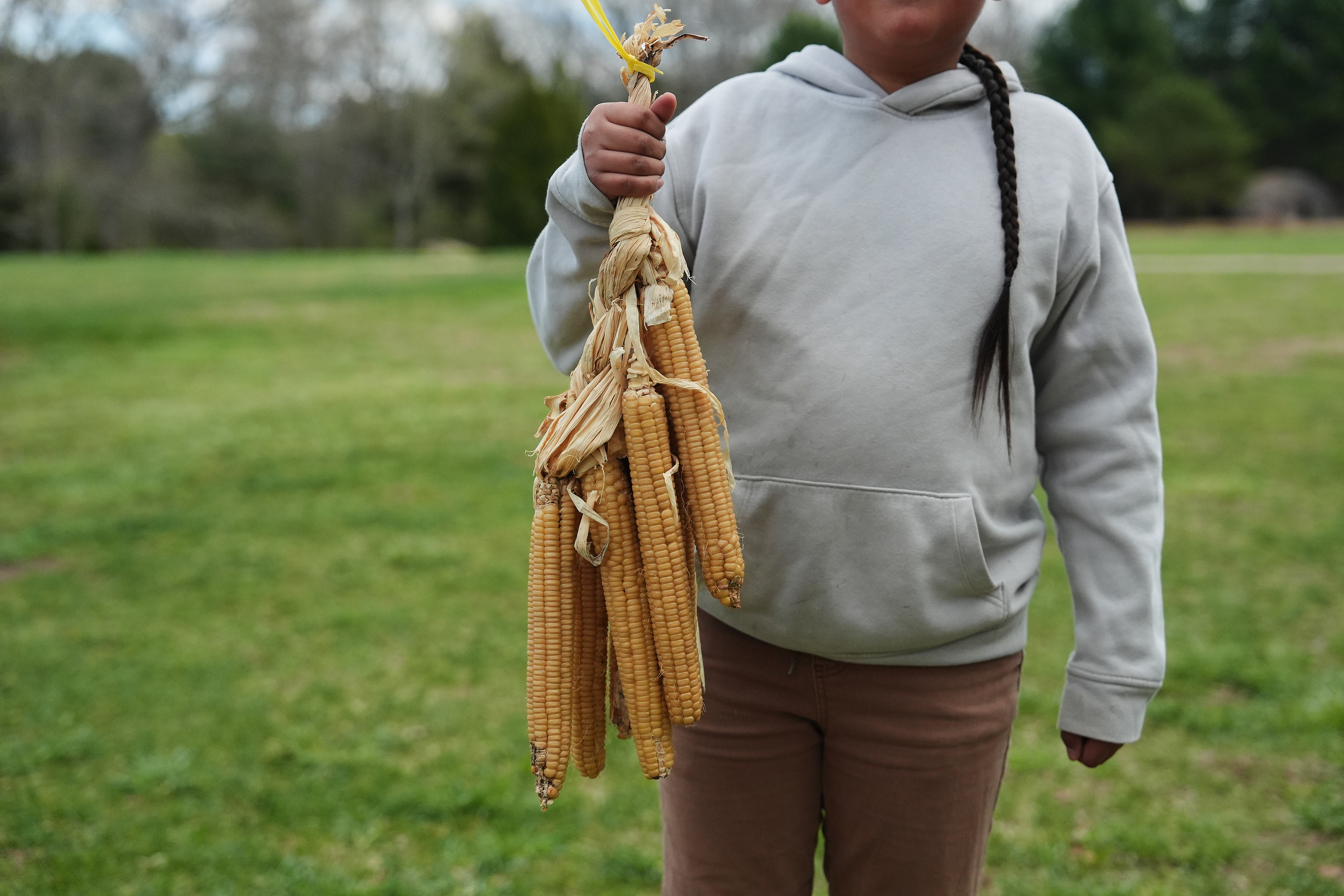 Sowaniu Spears, 11, holds a bundle of Narragansett white flint corn at his grandparents' farm in Hopkinton, R.I., April 21, 2026.