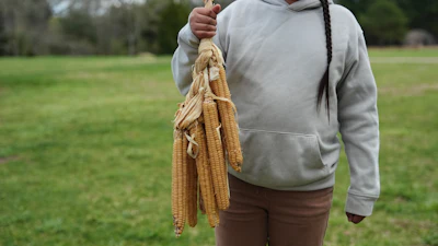 Sowaniu Spears, 11, holds a bundle of Narragansett white flint corn at his grandparents' farm in Hopkinton, R.I., April 21, 2026.